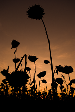 2009.11.5 -  Uninspired